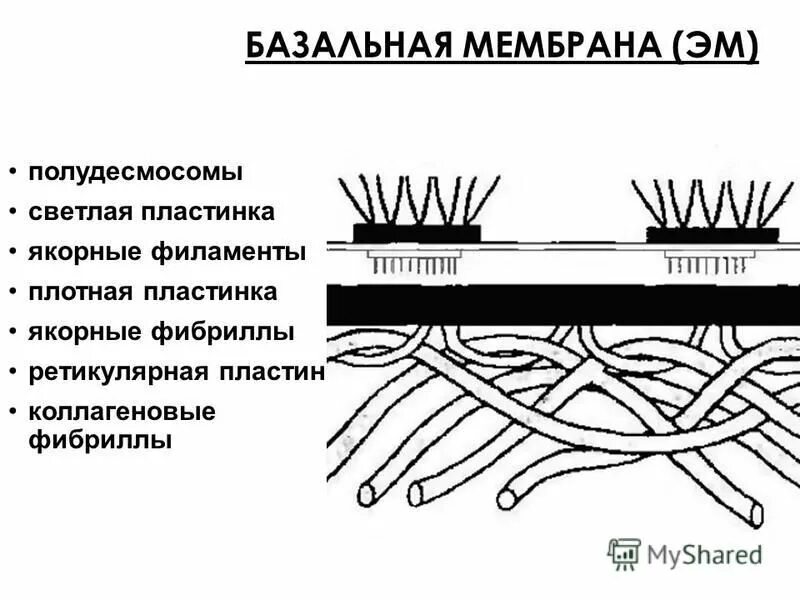 функция базальной мембраны эпителиев
