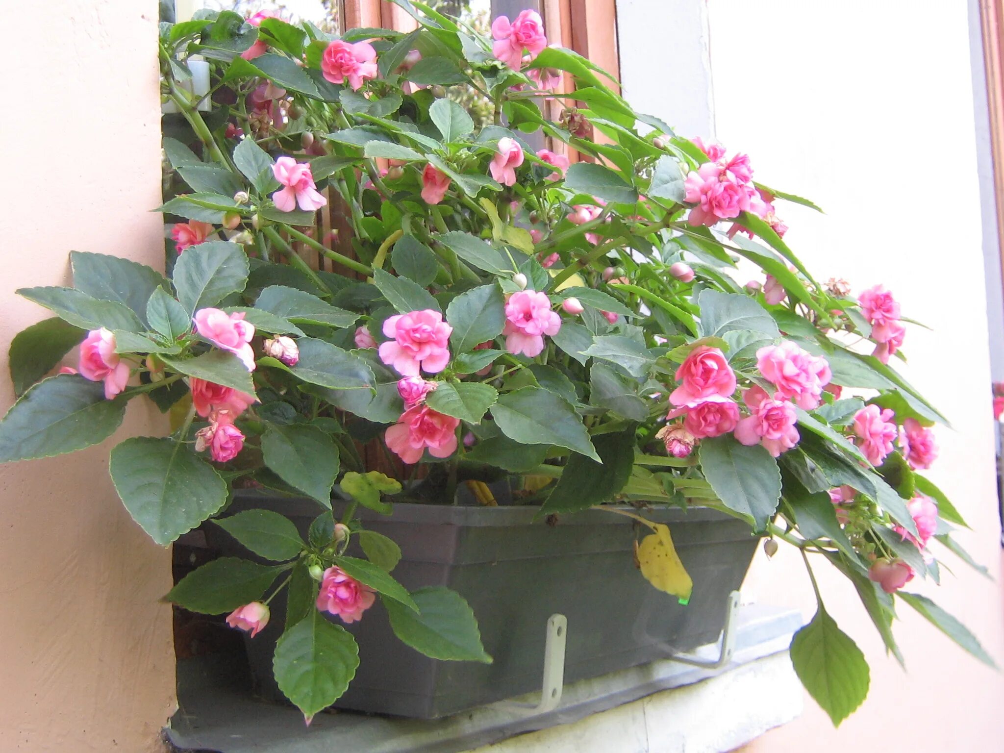 Domestic flowers are sold: balsamin (flowers all year round), kalanchoe, violets