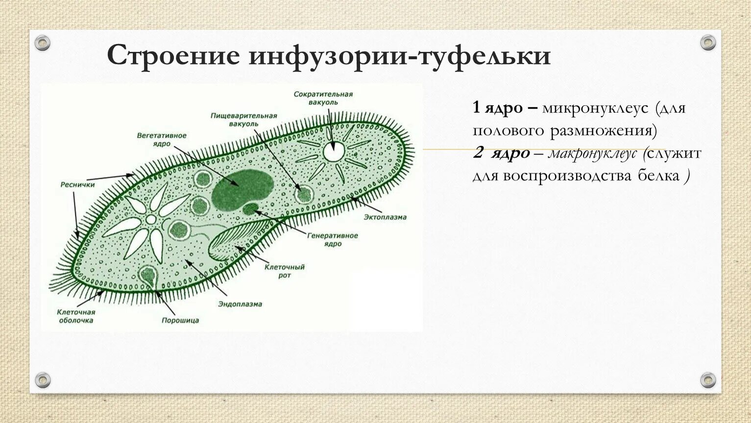 Органоиды инфузории туфельки 5 класс. Строение инфузории туфельки функции органоидов. Органоиды инфузории туфельки 7 класс. Инфузория туфелька микронуклеус.