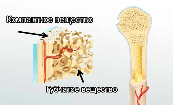 Компактное и губчатое вещество кости. Компактное вещество. Костная ткань компактное вещество губчатое вещество. Строение компактного вещества кости.