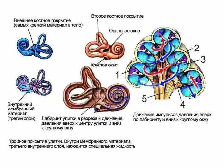 Элементы внутреннего уха. Строение улитки внутреннего уха анатомия. Строение улитки внутреннего уха. Строение улитки уха анатомия. Внутреннее строение улитки внутреннего уха.