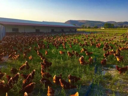 Tosaka chicken farm