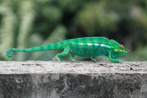 Хамелеон корп