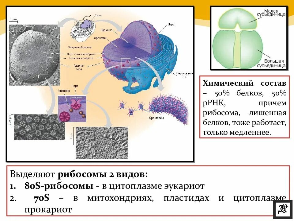 Взаимосвязь митохондрий и рибосом. 80 S рибосомы эукариот. 80 И 70 рибосомы строение. 70s рибосомы митохондрий. Рибосомы 80 и 70 с.