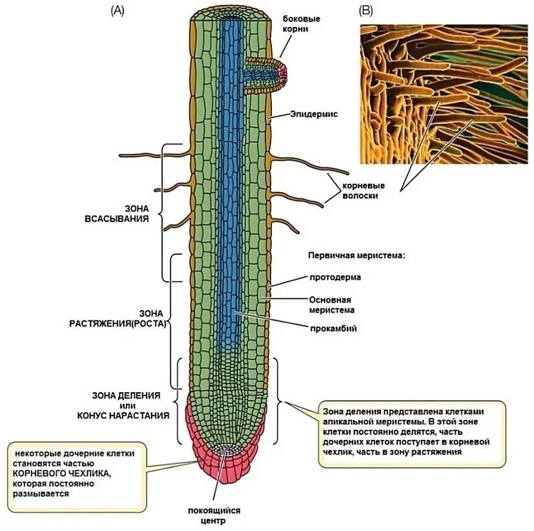 Строение корня в зоне всасывания. Корневой чехлик зона роста зона всасывания зона проведения. Корневые волоски у растений. Внутреннее строение корня в зоне всасывания.