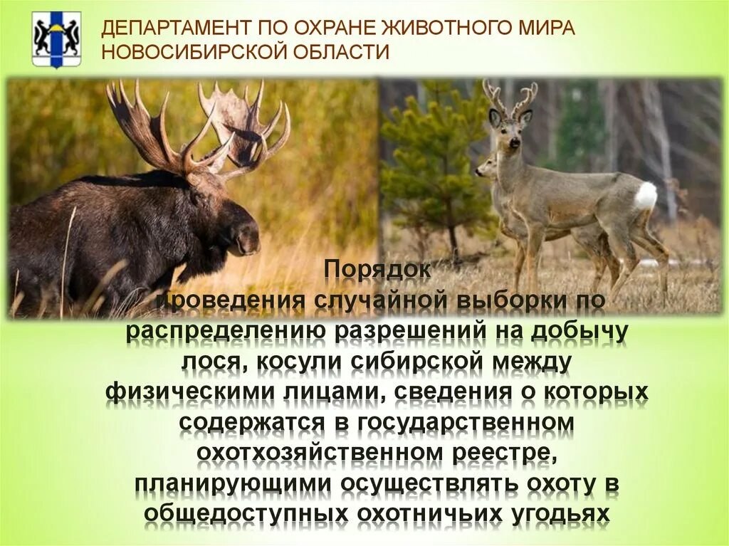 Какие животные обитают в новосибирске. Животные Новосибирской области. Животный мир Новосибирской области. Растительный и животный мир Новосибирской области. Звери Новосибирской области.