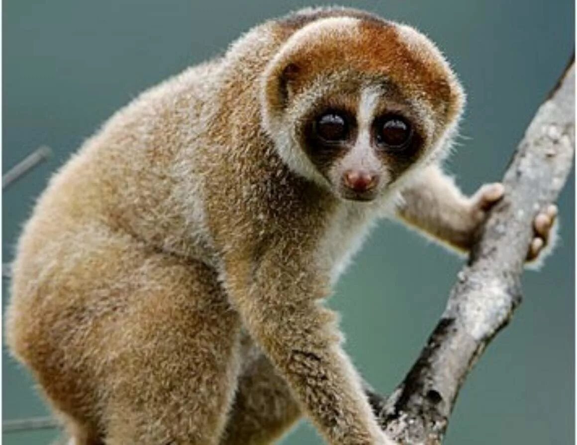 Малый лемур лори. Лори 4. Лемур лори толстый. Лемур лори. Лемур лори глаза.