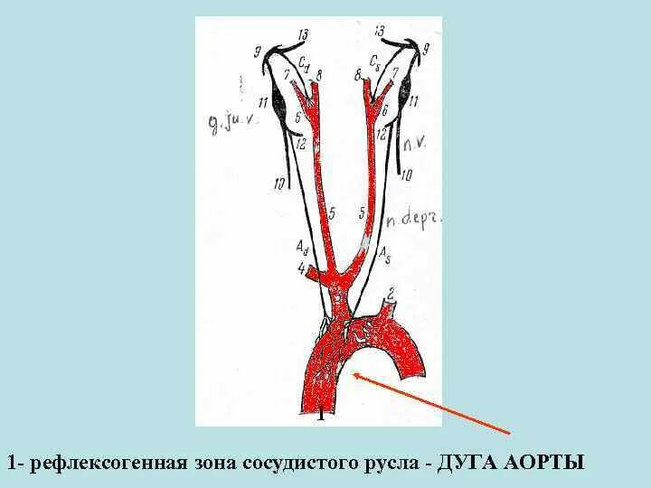 Сосудистые рефлексогенные зоны. Важнейшие сосудистые рефлексогенные зоны. Основные рефлексогенные зоны сосудистого русла. Основные рефлексоген-зон.