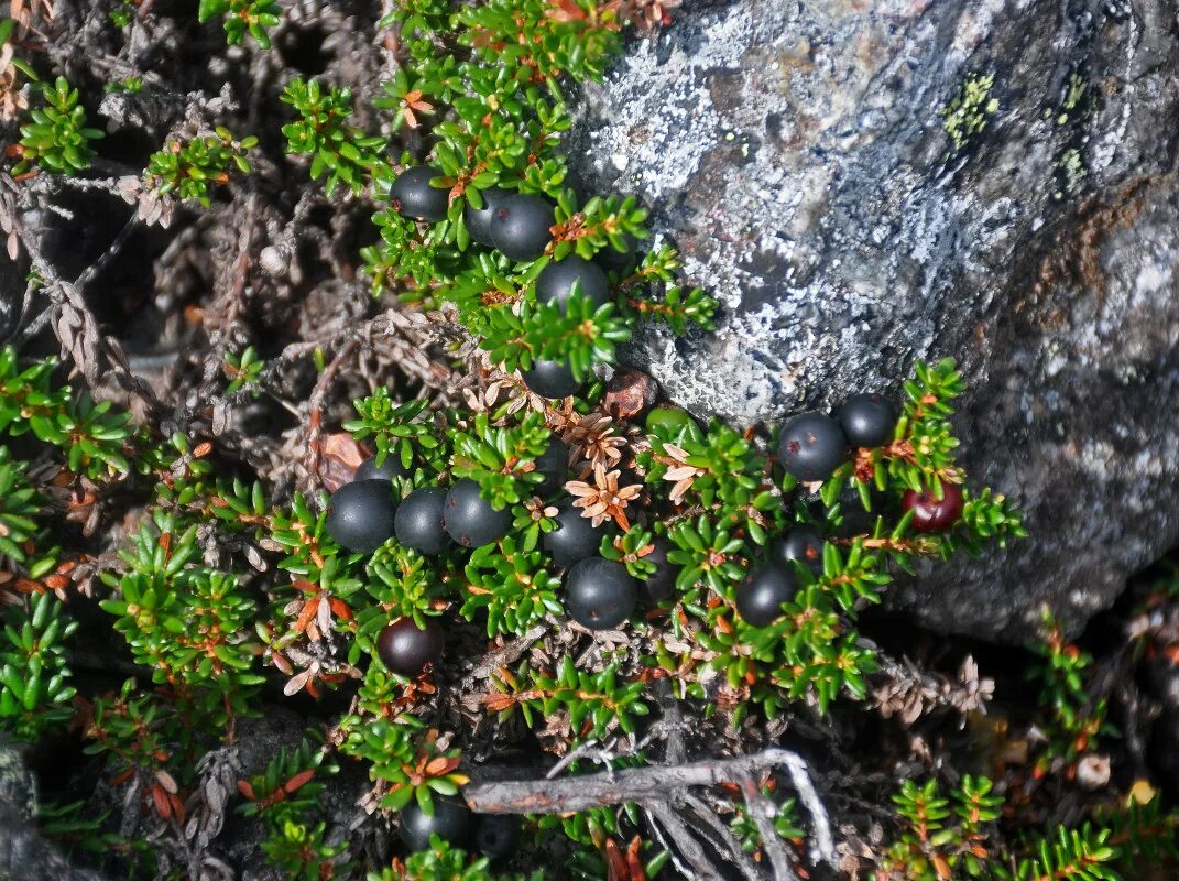 Растения кольского полуострова. Растения мурманска. Растения мурманской. Saxifraga oppositifolia. Empetrum hermaphroditum.