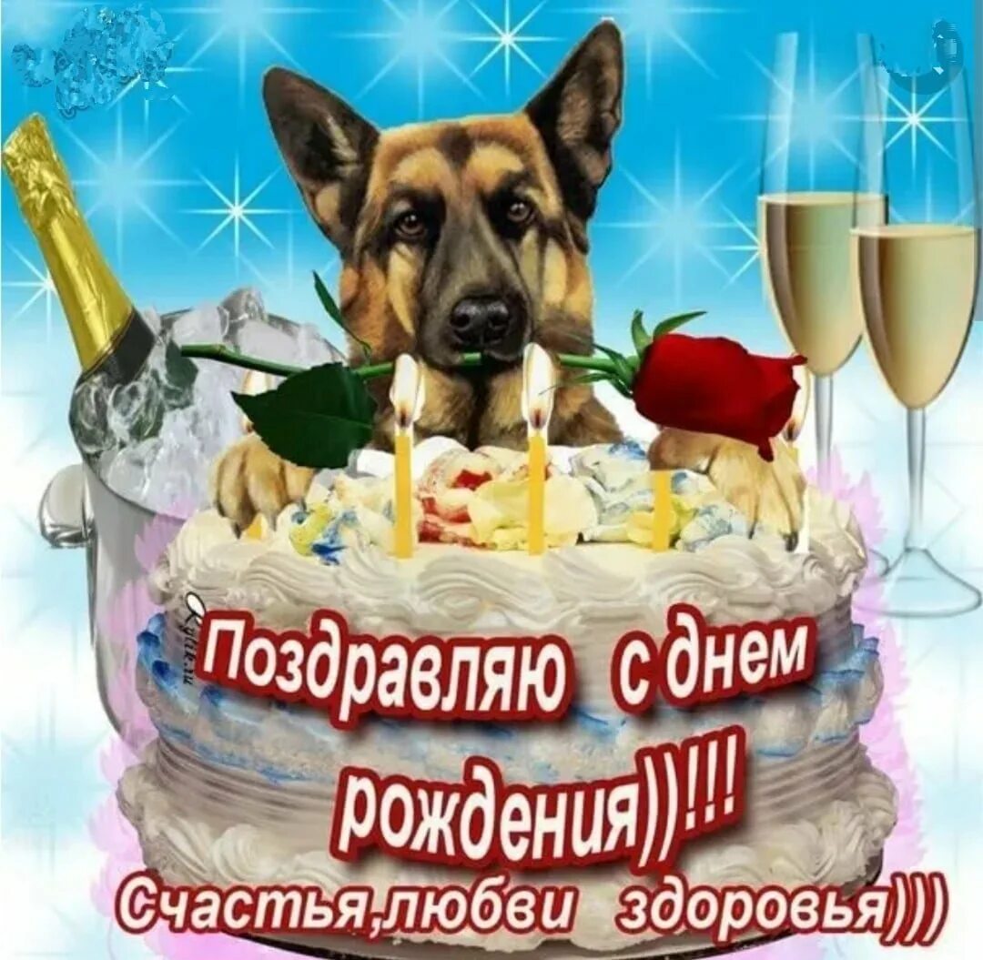 День рождения сережа поздравления открытки. С днем рождения овчарка. С днём рождения собаки прикольные. Открытки с днём рождения с собаками.