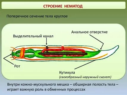 Слои круглых червей
