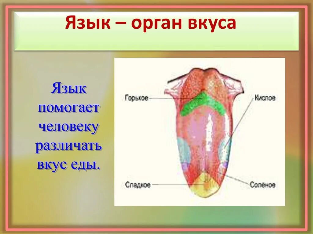 Доклад на тему язык. Язык орган чувств. орган вкуса у человека. органы чувств человека вкус.