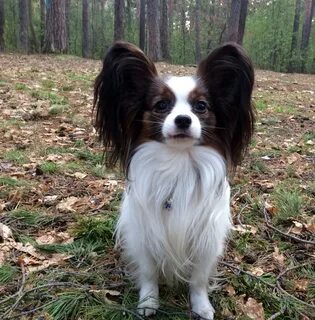 Papillon фото