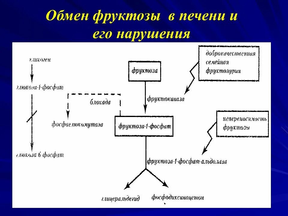 Обмен фруктозы