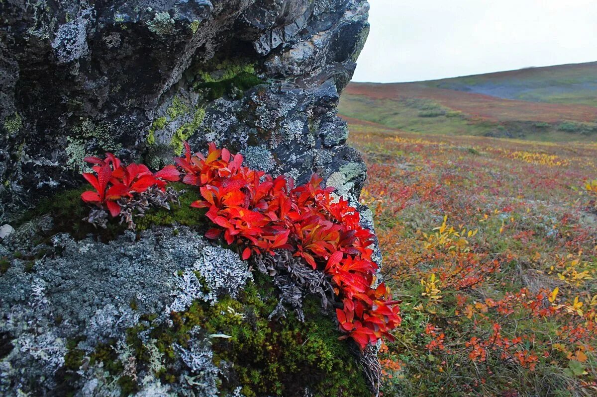 Арктоус Альпийский Камчатка