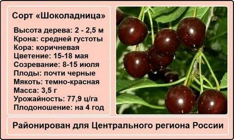 Шоколад сорт вишни