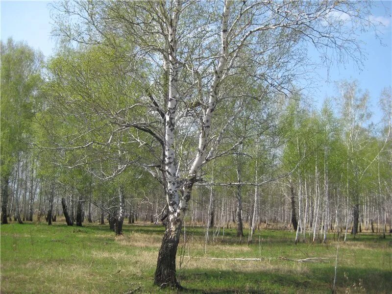 Береза весной. Береза ранней весной. Березка весной.