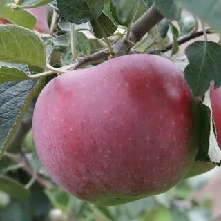 Сорт яблони амброзия отзывы
