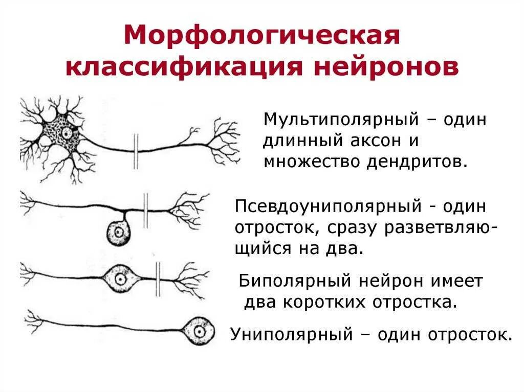Формирование нервной ткани входит в функции нейронов. Вставочные нейроны классификация. нервная ткань морфологическая классификация нейронов. морфологическая и функциональная классификация нейронов. классификация нейронов по функциям таблица.