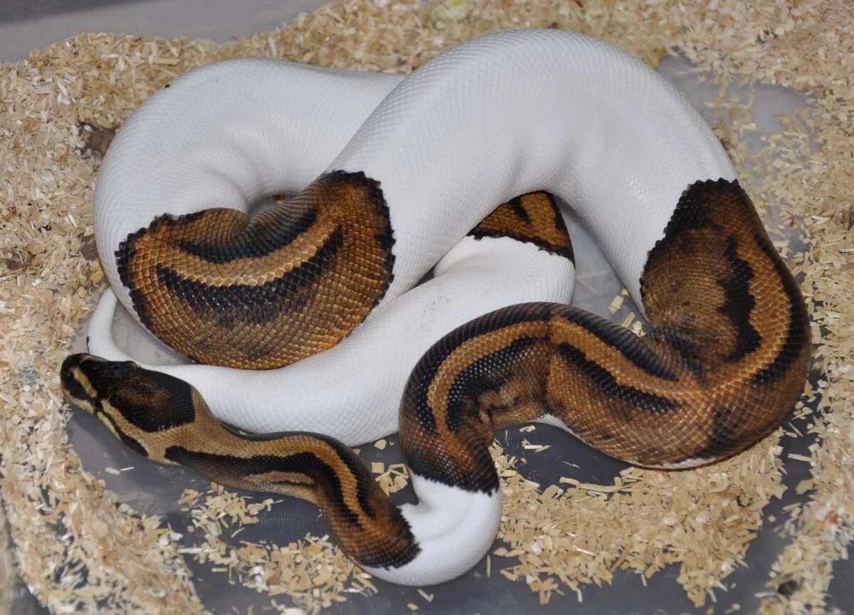 Что такое питон. Королевский питон. королевский питон regius. королевский питон albino. питон королевский региус белые.