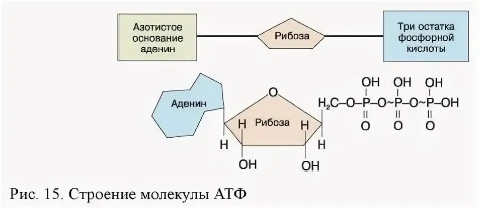 Остатки фосфорной кислоты в атф. Схема строения атф. строение молекулы атф. схема строения молекулы атф. схема строения атф биология.