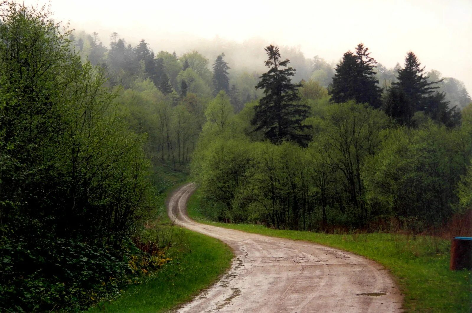 Усы дороги. Усы лесовозных дорог. Дорога в лесу. Дорога в лесу. Лежневка дорога.