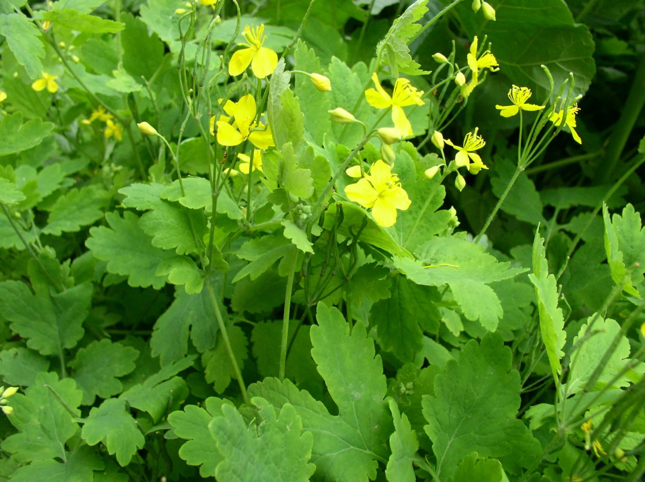 Чистотел Chelidonium majus. Chelidonium. Хелидониум (чистотел).. Чистотел большой (Chelidonium majus l.). Чистотел соцветие.