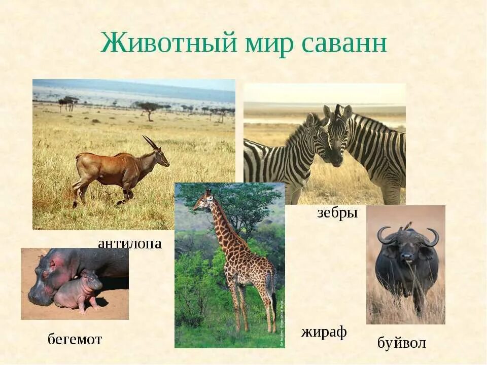 Книга: "Плакат "Животные Австралии и Океании" (2858)". Купить книгу, читать реце