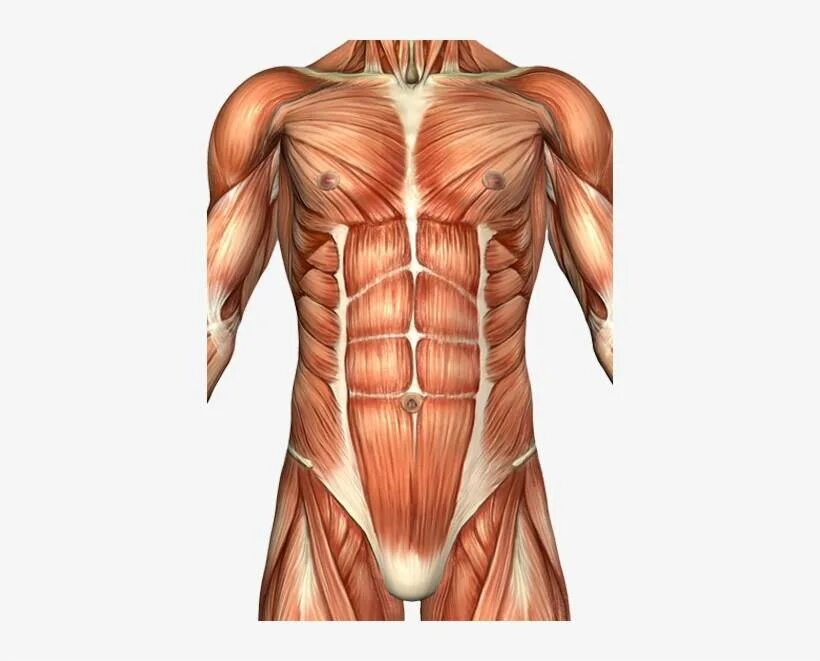 Анатомия живота. Musculus rectus abdominis. Мышцы живота анатомия Федюкович. Ректус абдоминис мышца