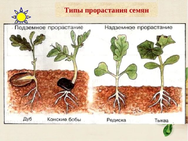 Типы прорастания семян. Условия прорастания семян. Подземный вид прорастания семян. Надземное и подземное прорастание семян. Условия для прорастания семян всех без исключения