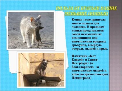 Кошки опасны для жизни