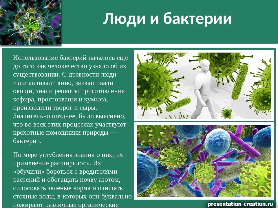 Бактерии в природе. Использование бактерий человеком. Роль бактерий в жизни человека. Использование бактерий человеком кратко. Какая положительная роль бактерий