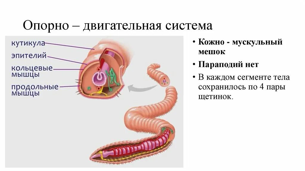 Круглые черви наличие полости тела. Опорно двигательная система дождевого червя. Опорно двигательная система круглых червей таблица. Опорно двигательная система круглых червей. Опорно двигательная система кольчатых червей.