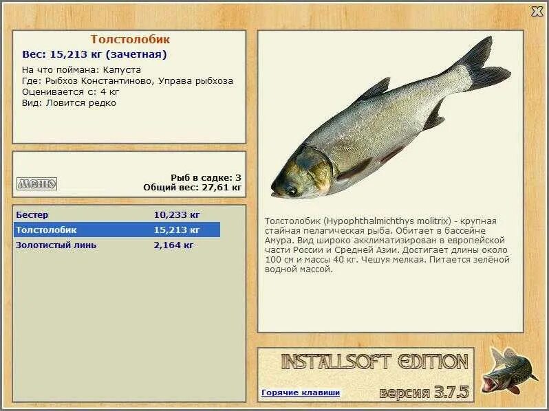 Толстолобик. Толстолобик, вес. Толстолобик классификация. Толстолобик рыба описание.