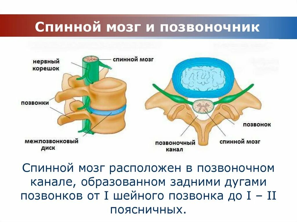 Строение позвонка со спинным мозгом. Строение костного мозга позвоночника. Строение спинного мозга спинной мозг в позвоночном канале. Спинной мозг в позвоночном канале анатомия. Диффузное выбухание межпозвоночного