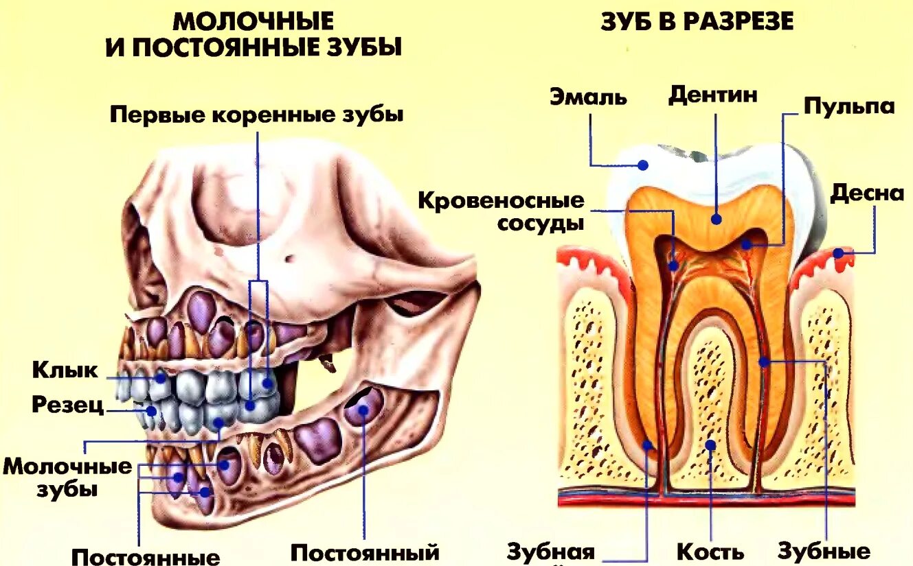 Строение передних зубов человека нижней челюсти. Строение коренных зубов верхней челюсти. Анатомия челюсти молочных зубов. Анатомическое строение зубов верхней челюсти.