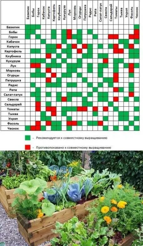 Соседство цветов. Овощи компаньоны на грядках таблица таблица. Таблица совместимости посадки овощей на огороде. Соседство растений на огороде таблица овощей грядках совместимости. Таблица совместимости растений на огороде соседство.