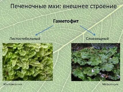 Выберите структуры которые образуются в коробочках печеночников