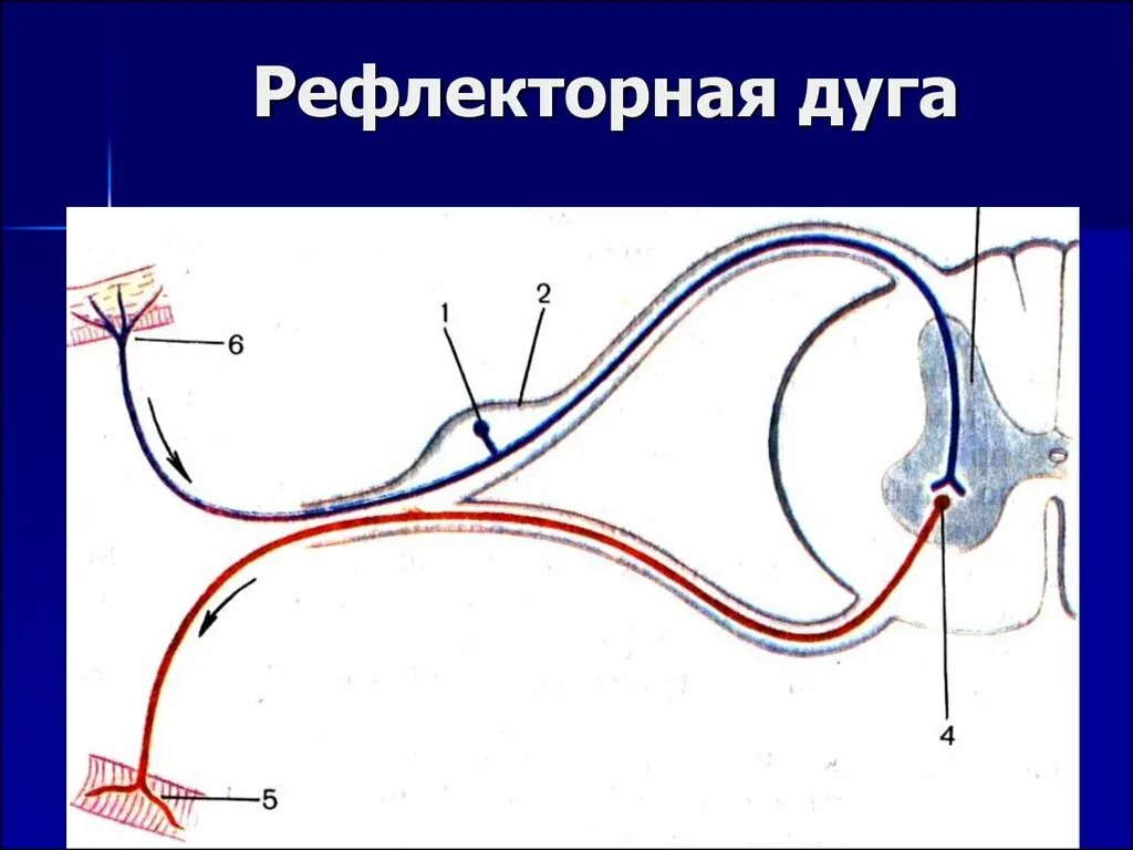 Рефлекторная душа