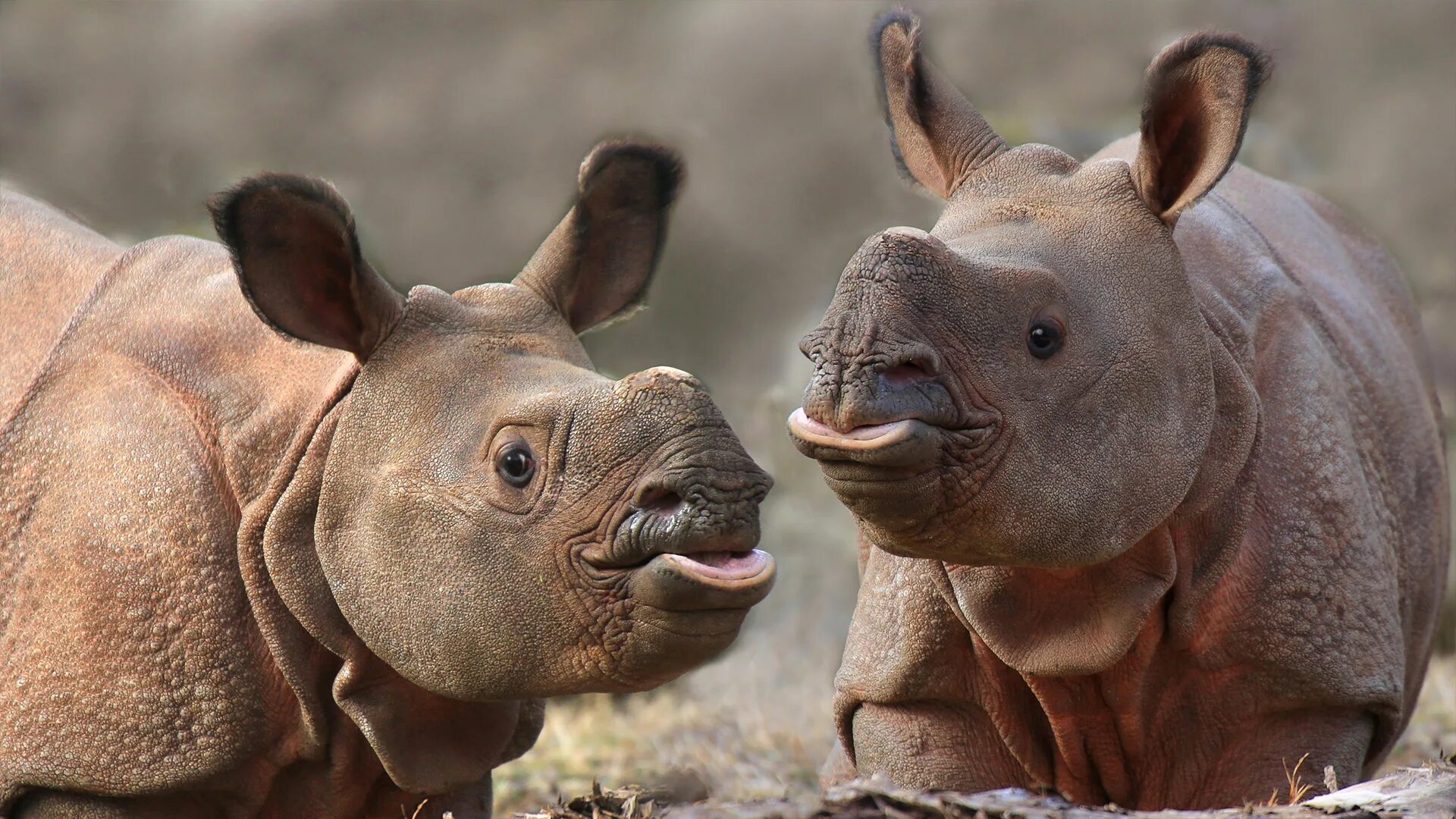 Эти замечательные животные. Суматранский носорог детеныш. Животное похожее на бегемота. Животное похожее на носорога. Носорог смешной.