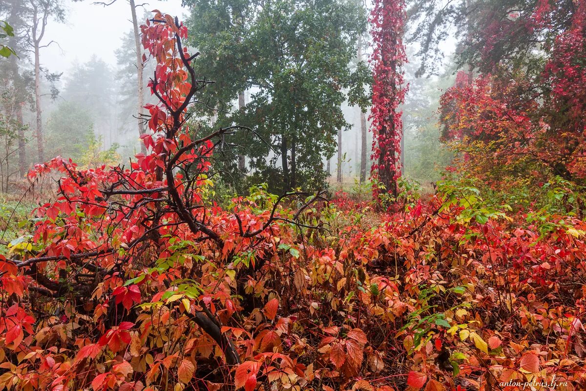 клён насыщенно-красный "канадский". клен красный acer rubrum. клен гиннала цветет. клен красный сканлон. багряные кусты.