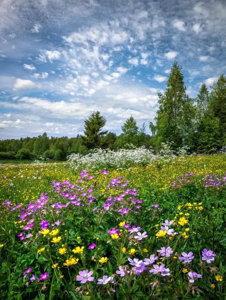 Картинки лета 2. Цветово Курская область. Летняя природа. Летний пейзаж. Цветущий луг.