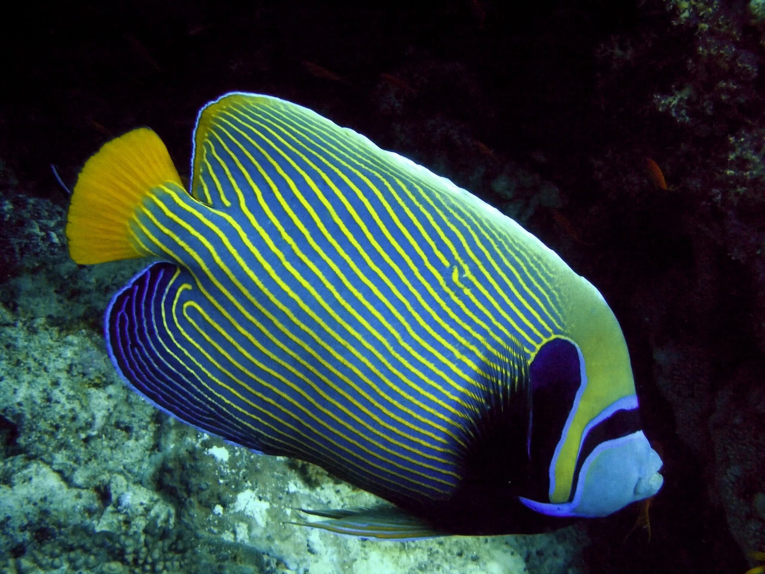 Рыба ангел фото. Ангел императорский pomacanthus imperator. ангел императорский ювенильный. рыба ангел императорский ювенильный. морская рыба императорский ангел.