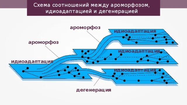 Установи соответствие между ароморфозом и эрой. Направления эволюции ароморфоз идиоадаптация дегенерация. Основные направления эволюции ароморфоз идиоадаптация. Главные направления эволюции ароморфоз идиоадаптация дегенерация. Ароморфоз схема.