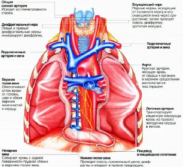 Сосуды средостения. Границы средостения топографическая анатомия. Средостение топографическая анатомия атлас. Сосуды средостения. Средостение легких анатомия.