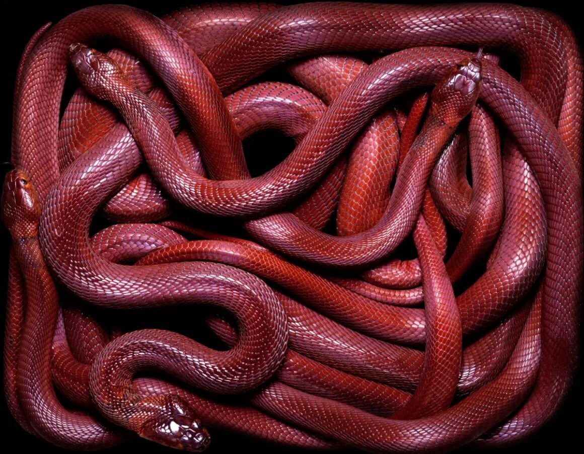 Змеи анаконда. Самой страшный змей. Южный белогубый питон. Яд королевской кобры. Носатый полоз буланже.