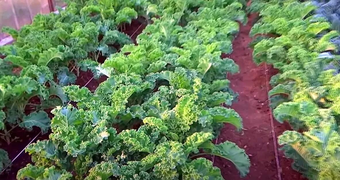 Капуста кале фото выращивание и уход Kale Seeds Sow True Seed