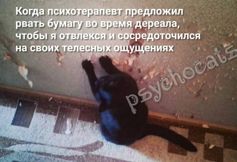 Коты портят. Ободранный кот. Кот подрал стену.