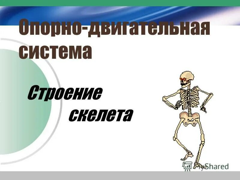 Значение скелета биология 8 класс. Функции скелета опорная защитная кроветворная. Строение человека кости и мышцы. Перечислите функции опорно двигательной системы. Скелет человека 8 класс биология.
