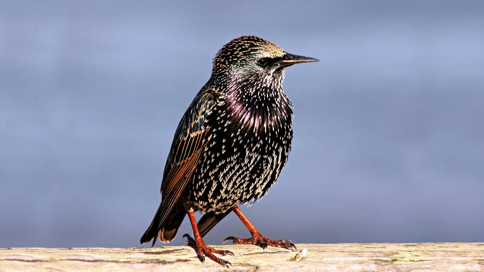 Что такое скворец. Шпак скворец. Обыкновенный скворец (Sturnus vulgaris). Обыкновенный скворец Шпак. European Starling птица.